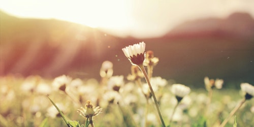 A daisy growing in a sunny field A daisy growing in a sunny field