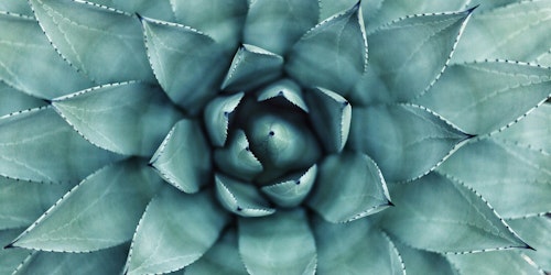 A close-up of a succulent plant A close-up of a succulent plant