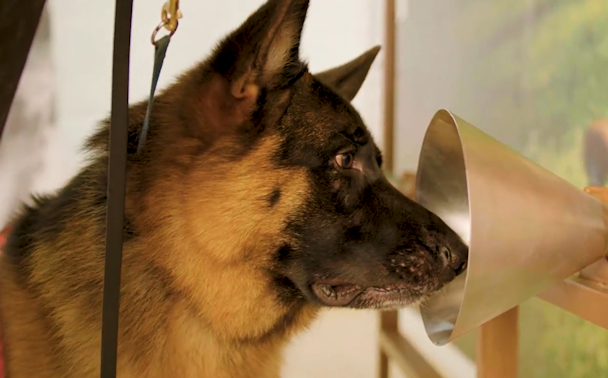 A dog being trained to sniff out diseases such as cancer A dog being trained to sniff out diseases such as cancer